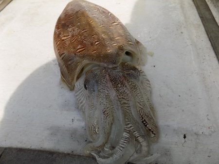 フィッシングボート空風(そらかぜ) 釣果