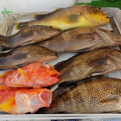 フィッシングボート空風(そらかぜ) 釣果