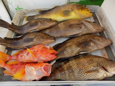 フィッシングボート空風(そらかぜ) 釣果