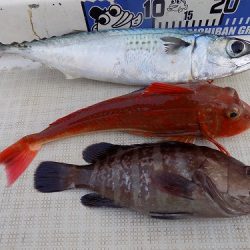 フィッシングボート空風(そらかぜ) 釣果