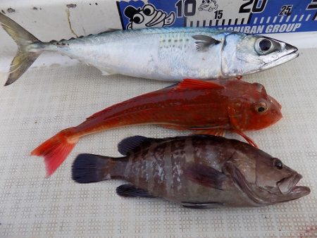 フィッシングボート空風(そらかぜ) 釣果