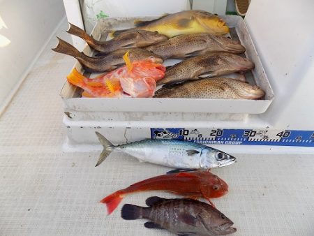 フィッシングボート空風(そらかぜ) 釣果