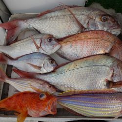 フィッシングボート空風(そらかぜ) 釣果