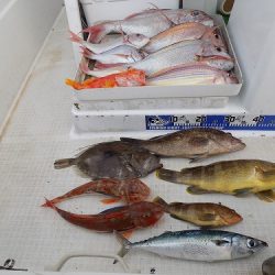 フィッシングボート空風(そらかぜ) 釣果