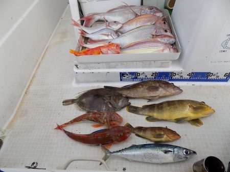 フィッシングボート空風(そらかぜ) 釣果