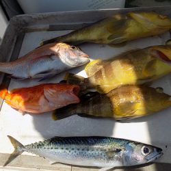 フィッシングボート空風(そらかぜ) 釣果