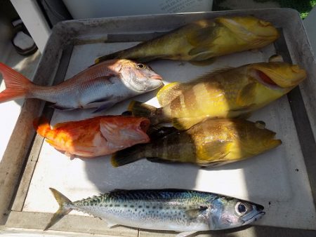 フィッシングボート空風(そらかぜ) 釣果