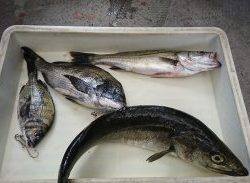 宮川丸 釣果