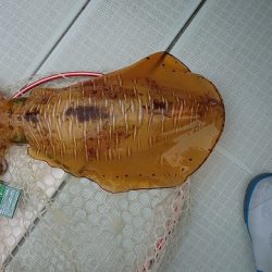 フィッシングボートACE(エース) 釣果