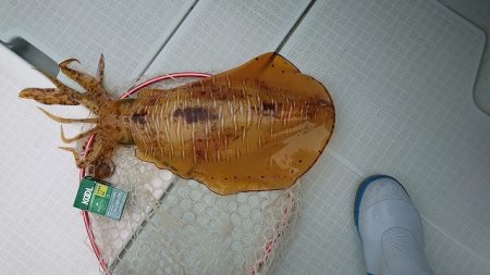 フィッシングボートACE(エース) 釣果