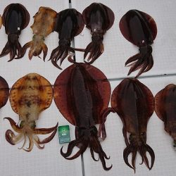 フィッシングボートACE(エース) 釣果