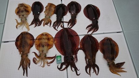 フィッシングボートACE(エース) 釣果