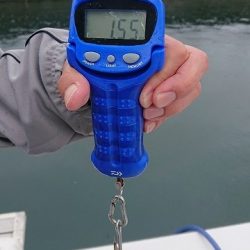 フィッシングボートACE(エース) 釣果