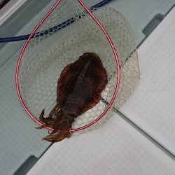 フィッシングボートACE(エース) 釣果