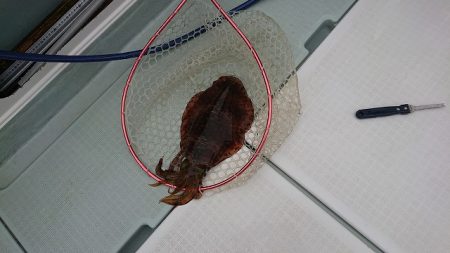 フィッシングボートACE(エース) 釣果