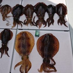 フィッシングボートACE（エース） 釣果