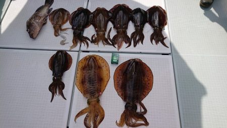 フィッシングボートACE（エース） 釣果