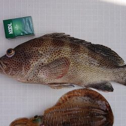 フィッシングボートACE（エース） 釣果