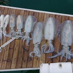 フィッシングボートACE(エース) 釣果