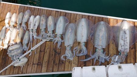 フィッシングボートACE(エース) 釣果