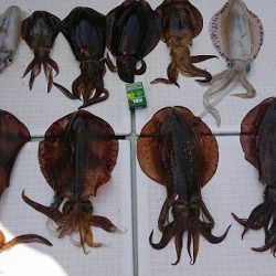 フィッシングボートACE(エース) 釣果