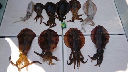 フィッシングボートACE(エース) 釣果