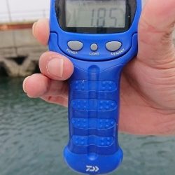 フィッシングボートACE(エース) 釣果