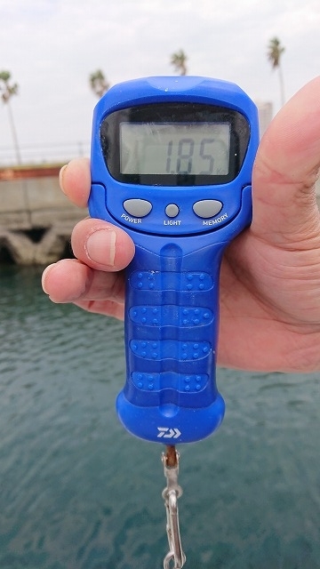 フィッシングボートACE(エース) 釣果