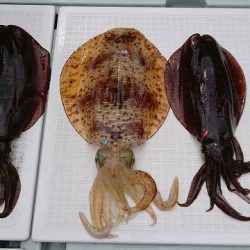 フィッシングボートACE(エース) 釣果