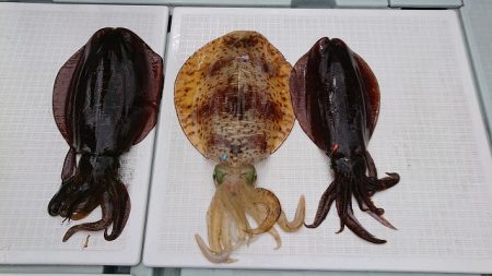 フィッシングボートACE(エース) 釣果