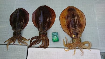 フィッシングボートACE(エース) 釣果