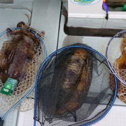 フィッシングボートACE（エース） 釣果