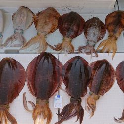 フィッシングボートACE（エース） 釣果