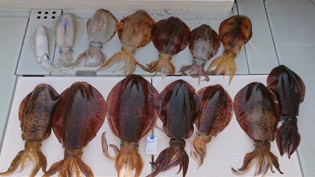 フィッシングボートACE（エース） 釣果