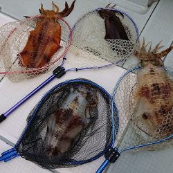 フィッシングボートACE(エース) 釣果