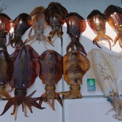 フィッシングボートACE(エース) 釣果