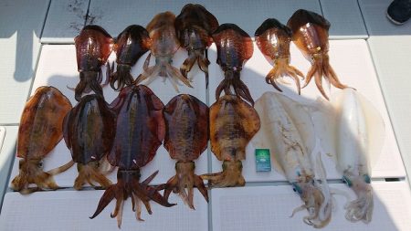 フィッシングボートACE(エース) 釣果