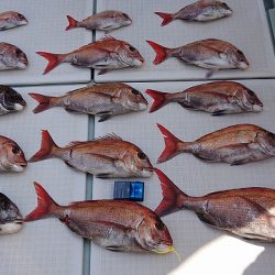 フィッシングボートACE（エース） 釣果