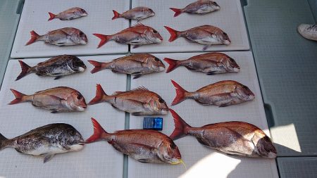 フィッシングボートACE（エース） 釣果