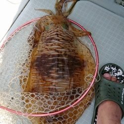 フィッシングボートACE(エース) 釣果