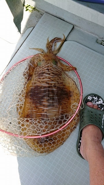 フィッシングボートACE(エース) 釣果