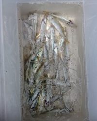 和歌山マリーナシティ釣り公園 釣果