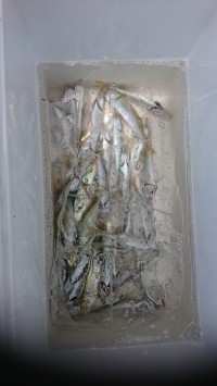 和歌山マリーナシティ釣り公園 釣果