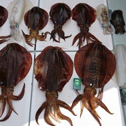 フィッシングボートACE(エース) 釣果