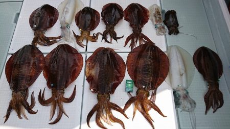 フィッシングボートACE(エース) 釣果