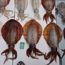 フィッシングボートACE（エース） 釣果