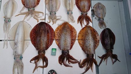 フィッシングボートACE（エース） 釣果