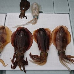 フィッシングボートACE（エース） 釣果