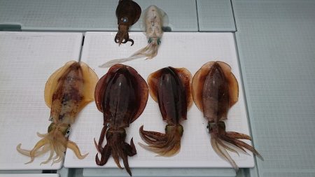 フィッシングボートACE（エース） 釣果