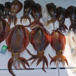 フィッシングボートACE(エース) 釣果